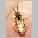 Nomada fulvicornis - Wespenbiene 03 13mm.jpg